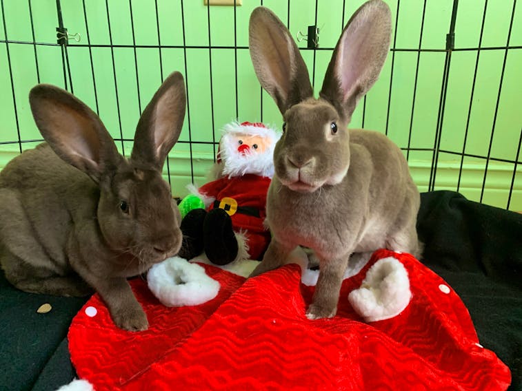 The next animals to be profiled in the 2019 edition of the 12 Strays of Christmas are Jasper and Banff. - Emma Turner/Special to The Guardian