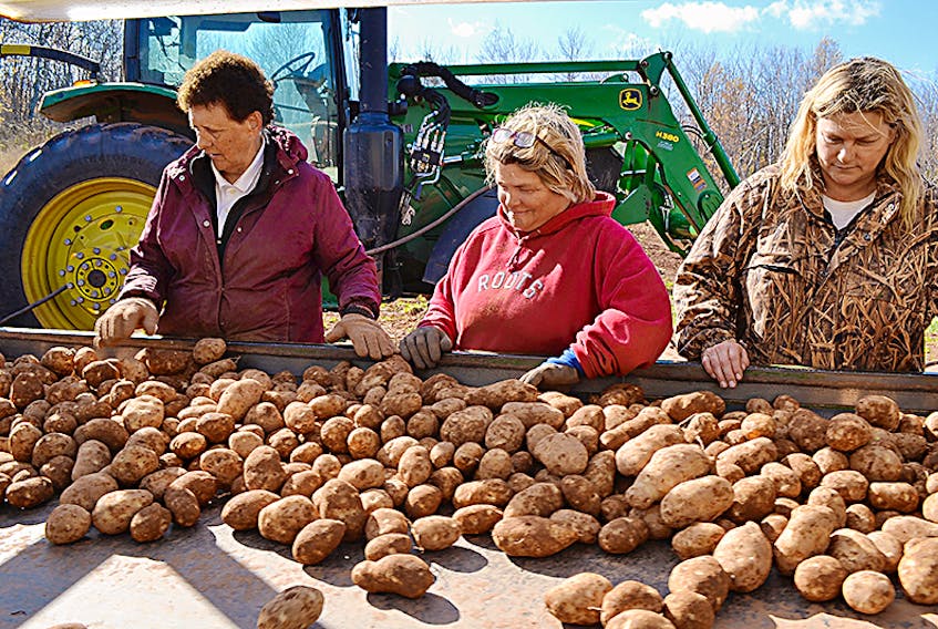Arlene McKenna, from left, Audrey Gray and Catherine Blanchard scan Ranger variety potatoes crossing a grading table at a storage warehouse in Alma Tuesday. They were expecting their employer, Craig and Johnny Wallace, to complete the 2017 harvest by Wednesday.  ©JOURNAL PIONEER/Eric McCarthy