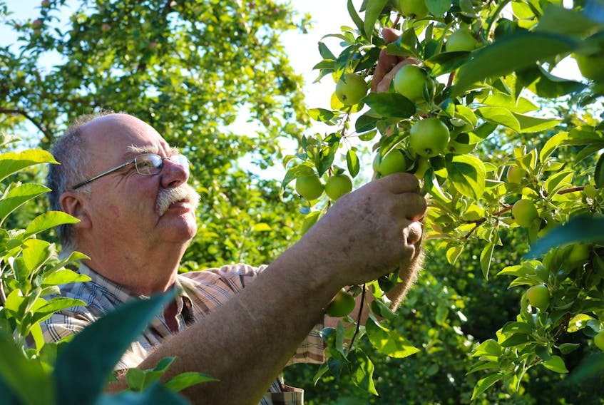 Barry Balsom thins out a crop of Honeycrisp apples at his orchard in Arlington. He expects the orchards U-pick to be open by mid-September, a little behind schedule.