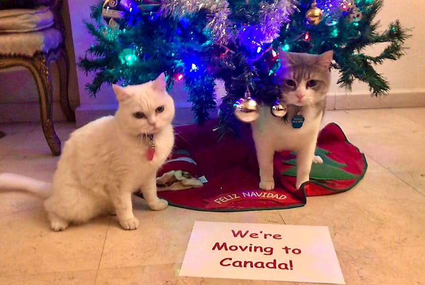 Cats Romeo and Lucy are excited to make P.E.I. their home.