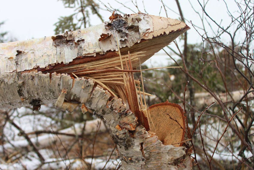 Gordon and Vivian Hill are hoping for closure for an incident which left trees on their property and adjacent areas chopped down. The investigation is currently ongoing with the public providing tips to the RCMP and environmental officers.