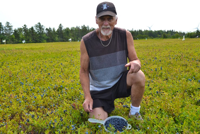 John Gavin displays a dish of plump blueberries just picked from his field in Norway. He is amazed with this year’s yield especially in light of problems some growers have had with germination, frost and lack of moisture.