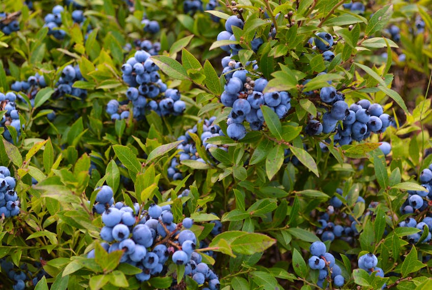 “Just a blue haze,” is how John Gavin describes his Norway blueberry crop, the likes of which he’s never seen before.