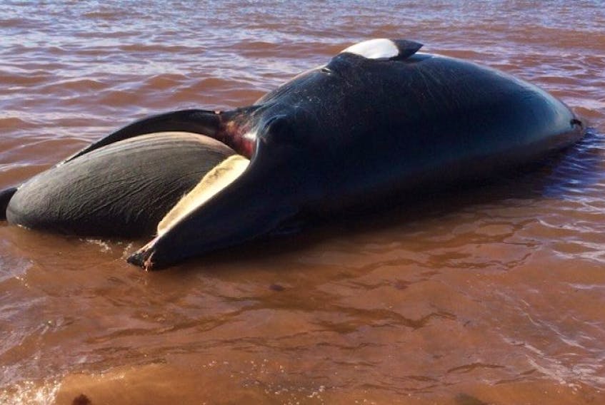 Rick Cameron discovered a marine mammal washed up on the shoreline of Cape Wolfe.