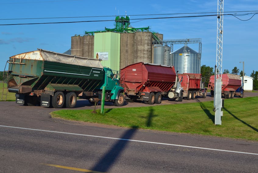 Close to 20 trucks loaded with grain filled the driveway and lined up along the sides of the highway Wednesday morning when the P.E.I. Grain Elevator in Elmsdale. Good harvesting conditions have been keeping the elevators busy this fall.