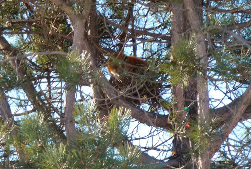 Alan Mulholland snapped this photo of a fox in a tree recently, marking the second year in a row he's spotted the species in the spruce tree on his property.