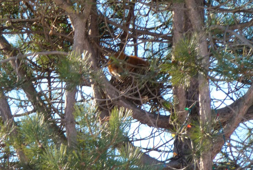 Alan Mulholland snapped this photo of a fox in a tree recently, marking the second year in a row he's spotted the species in the spruce tree on his property.