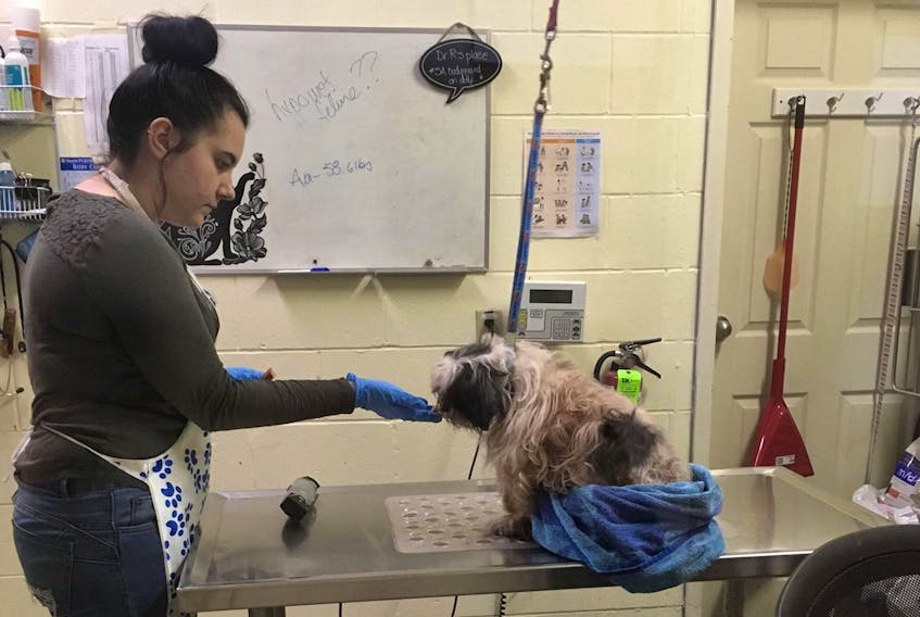 P.E.I. Humane Society employee Chayleigh Arsenault feeds one of two shih tzu’s that were seized from a home in Summerside. Both animals were cleaned up and cared for by the society, but later had to be put down.