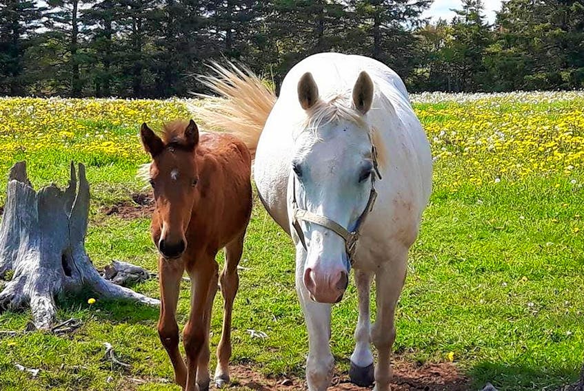Tantum, right, took on the role of foster mom to Anne with an ‘E’ six months ago when the filly was orphaned shortly after birth. Jasmine Bastarache/Special to The Guardian
