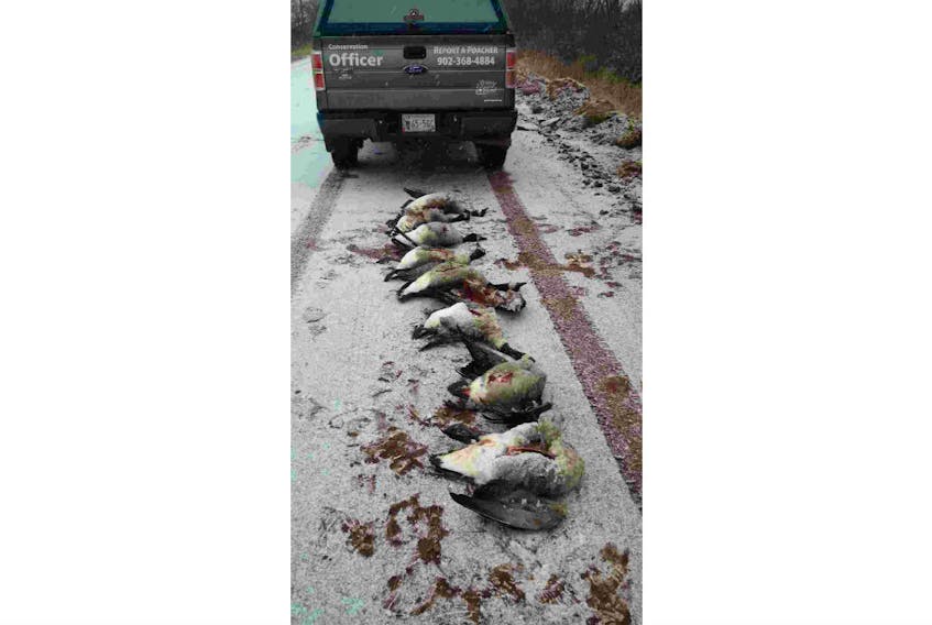 P.E.I. wildlife conservation officers are looking for the public’s help to find who left nine Canadian geese in a ditch on Lyle Road in Lot 16.