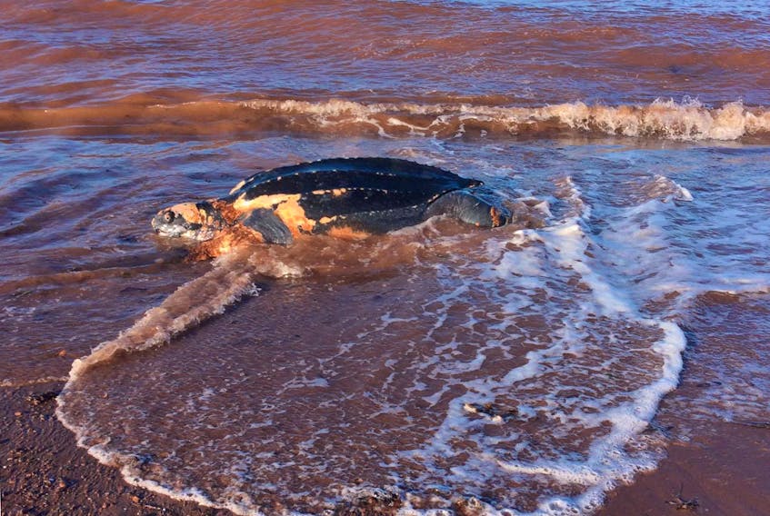 A dead turtle in the tide wash at West Point on Oct. 2. It was picked up by a Provincial Fish and Wildlife officer and taken to Charlottetown for a necropsy.