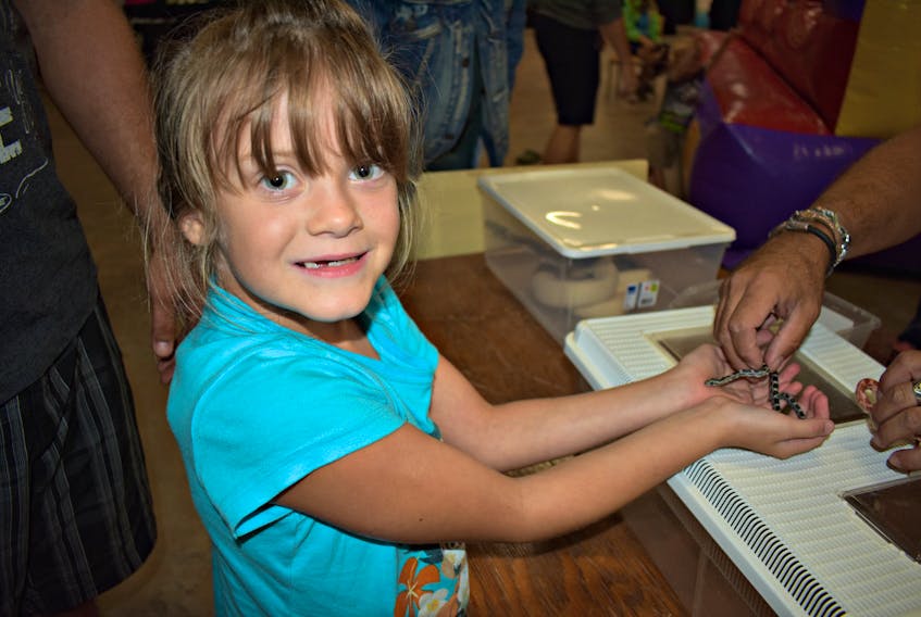 Kennedy DeMond, aged 7, bravely holds two tiny corn snakes. She was among the many people of all ages who moved indoors out of the heavy rain on Saturday to enjoy the Harvest Festival's Family Day activities at the Credit Union Centre in Kensington.