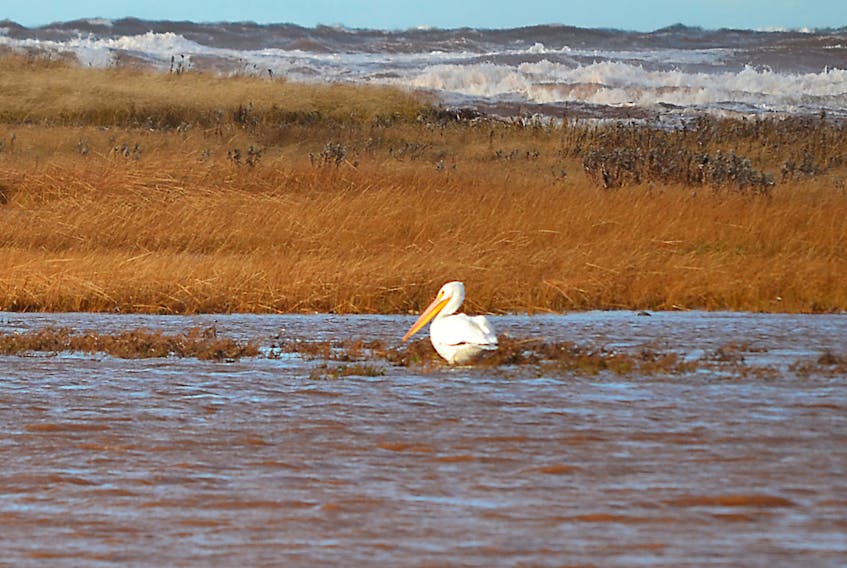 An American white pelican in Black Pond, Pleasant View on Thursday. The bird, although rare to P.E.I. was first sighted Wednesday. It appears in no great hurry to join its kin in a more southerly climate. - Eric McCarthy