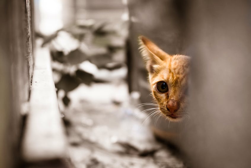 Stray kitten. -123RF Photo