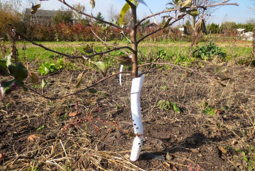 Wrap the trunk of fruit trees with a plastic spiral that extends about a metre up the trunk to protect in winter from hungry bunnies and mice.