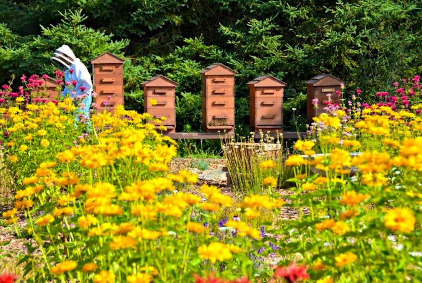 Wensel Harris and Janice MacLean transformed a blank canvas into an oasis for bees and birds. In the far corner, surrounded by lush green trees are six separate beehive homes. The hives are home to thousands of honeybees that produce an abundance of wildflower honey, with a light and floral taste.