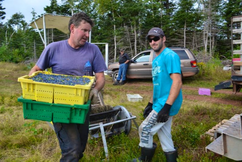 John Handrahan, president of the P.E.I. Wild Blueberry Growers’ Association unloading berries from a mechanical harvester at his farm in Christopher’s Cross in 2016. Prices were low last year, and growers have been advised they might be lower this year.