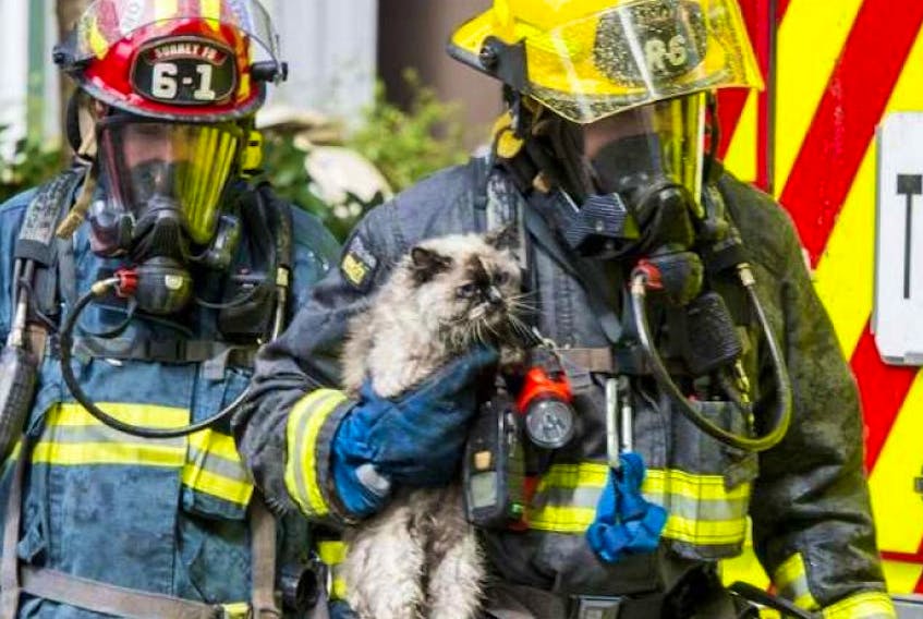 Firefighters carry a rescued cat from a fire in Surrey, B.C., in 2016.