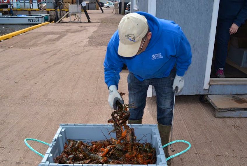 Larry Profit, a buyer for Maritime Select Lobster, examines a portion of a catch before placing it in the company’s new storage facility.