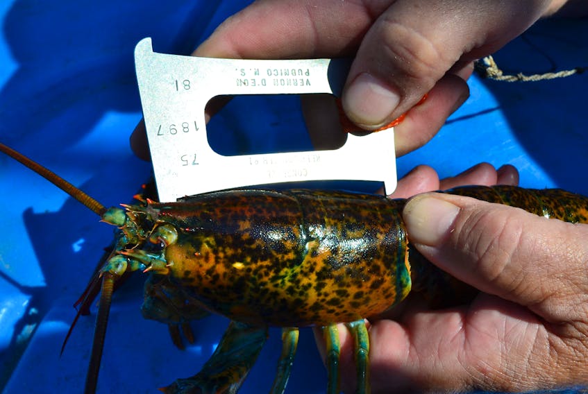 A fisherman measures a lobster that just makes the minimum carapace measure early in the fall lobster season. Fishermen had to return all lobsters measuring less than 75 mm this year following a two-mm size increase. Two years ago the minimum measure was 72 mm. It is scheduled to go to 77 mm next year.