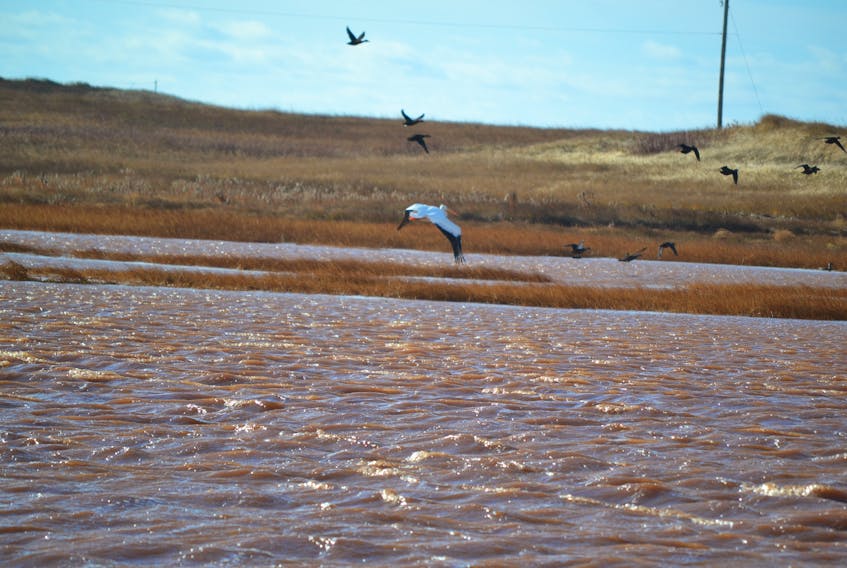 An American white pelican nicknamed Pete has apparently flown off from a pond in Pleasant View where it kept company with a flock of ducks from last Wednesday until Monday.