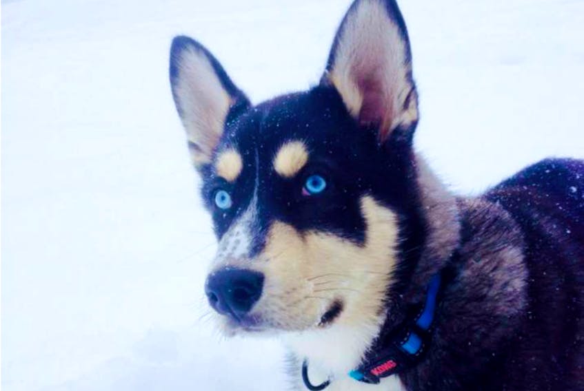 Some pets love winter weather, but it’s still important to monitor them for hyperthermia and frostbite. This is Keanu, a Siberian husky, posing in Heather Moyse Heritage Park in Summerside.