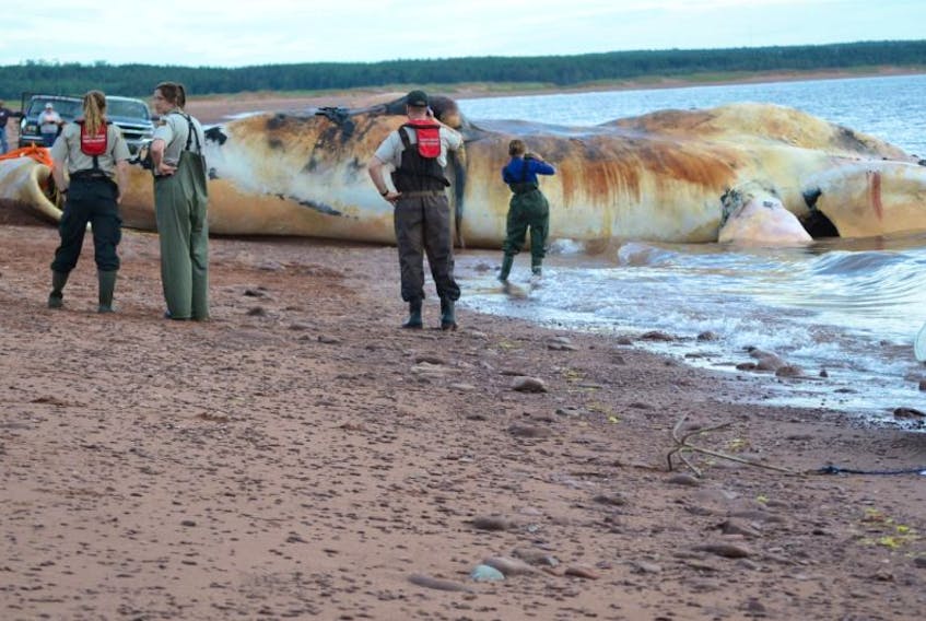 Fisheries and Oceans personnel, experts and the curious were on scene to observe as the first of the dead North Atlantic right whales  to be necropsied was pulled onto the Phee Shore beach in Norway last week.
