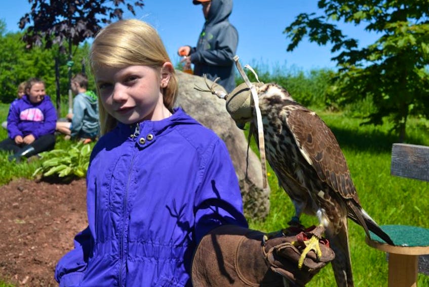 Becky Bridges took full advantage to hold a trained saker falcon during a school fieldtrip.