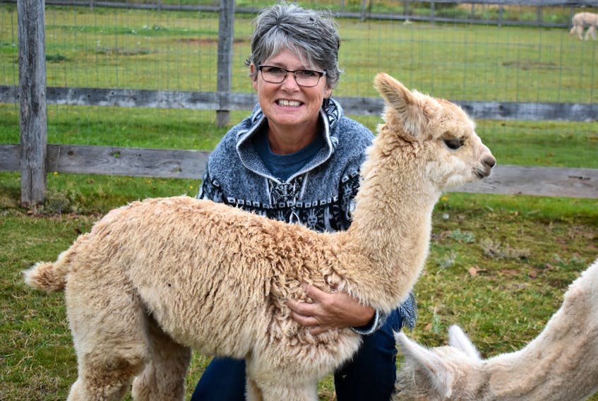 Janet Ogilvie with baby alpaca Lager.