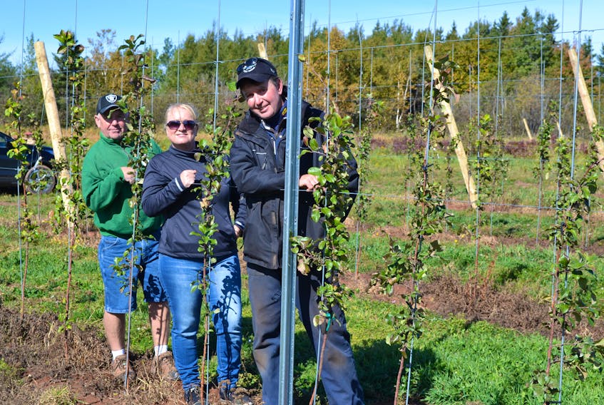 John Handrahan, right, surveys his trellis lines of apple trees with Tim Pearson and Nancy MacKay, co-owners of Red Shore Orchards, the company that did the planting and installed the trellises.