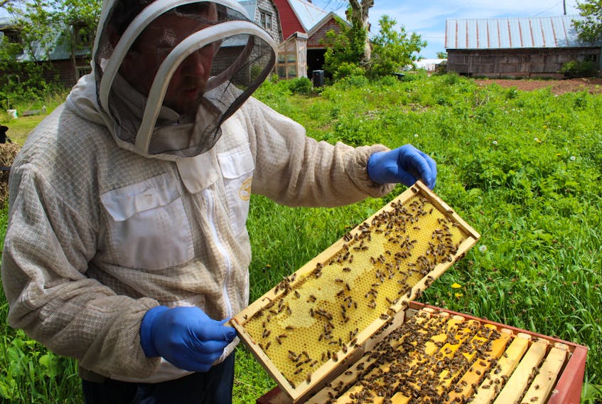 James MacLean of Island Blend Farms in Southwest Lot 16 recently got a call to remove a large honeybee hive from the wall of a home in Hamilton, near Malpeque.