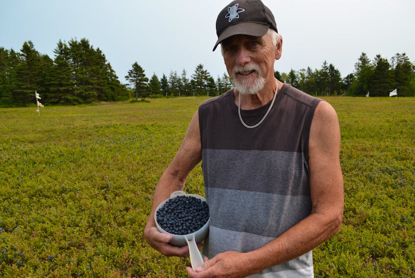 John Gavin has a dish of plump blueberries just picked from his field in Norway. He is amazed with this year’s yield especially in light of problems some growers have had with germination, frost and lack of moisture.