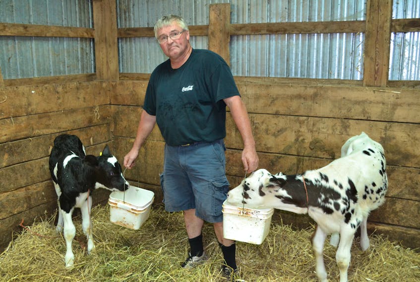 Feeding future members of his dairy herd is West Devon farmer and Dairy Farmers of P.E.I. chairman, Harold MacNevin. MacNevin is paying close attention to the current round of North American Free Trade Agreement negotiations, especially when they pertain to the dairy industry.