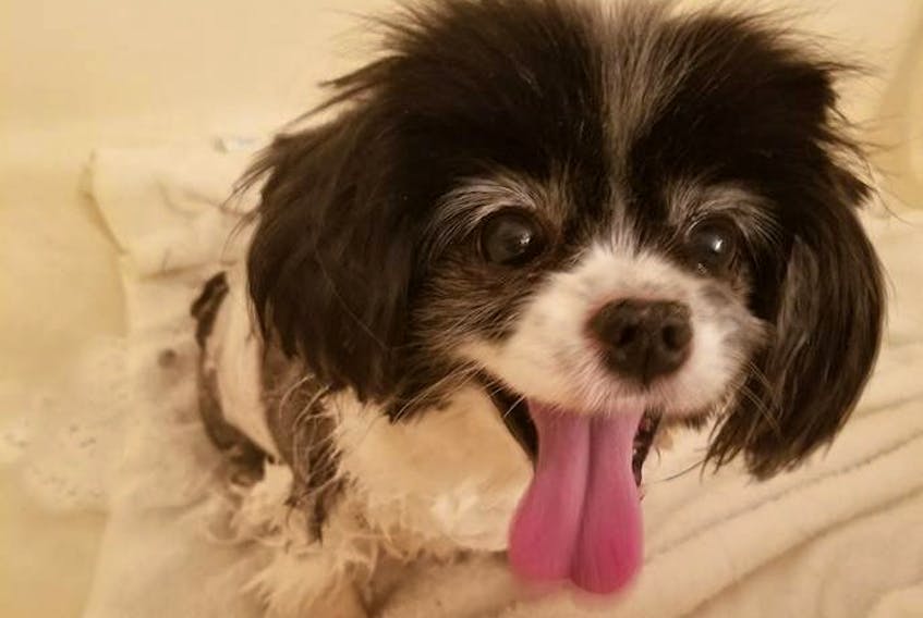 Sadie the 13-year-old dog was found in Pleasant Valley recently after going missing about five weeks ago. She has since reunited with her owner and is doing fine.