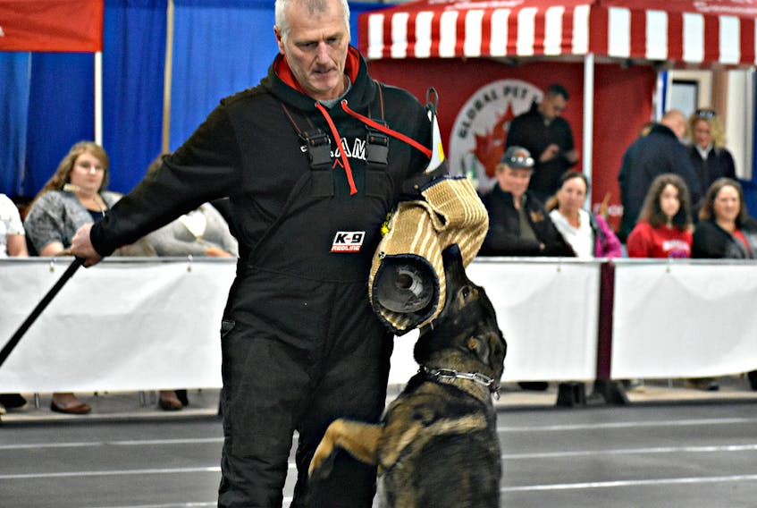 German Shepard sinks her teeth with ferocity into a criminal’s arm – in this case a fully padded sleeve worn by its handler Raino Fluegge as a simulation – before being lifted off the ground in a vain attempt to shake her free.