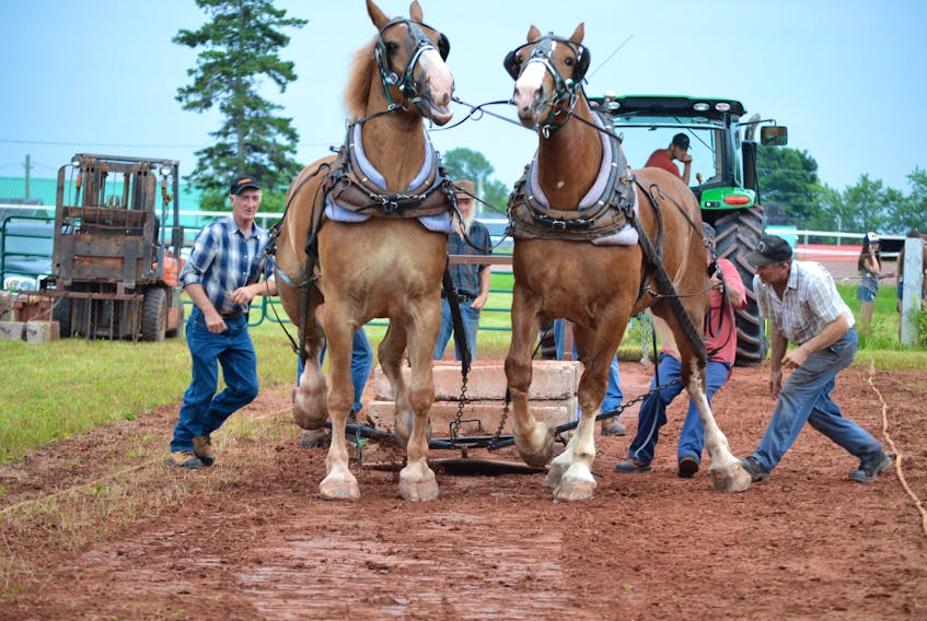 A horse pull competition at the Prince County Exhibition in Alberton. Although horses are expected to be exempt from the new regulations starting out, fairs are bracing for new animal traceability rules from the Canadian Food Inspection Agency which will require them to provide more documentation for other livestock on display.