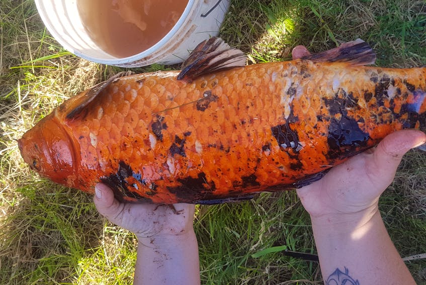 A koi fish weighing between five and six pounds as captured from the Harper Road Brook near Tignish on Saturday and euthanized. Officials ae urging owners of such ornamental fish to be careful they don’t get into Island waterways because they could be a menace to native fish species.