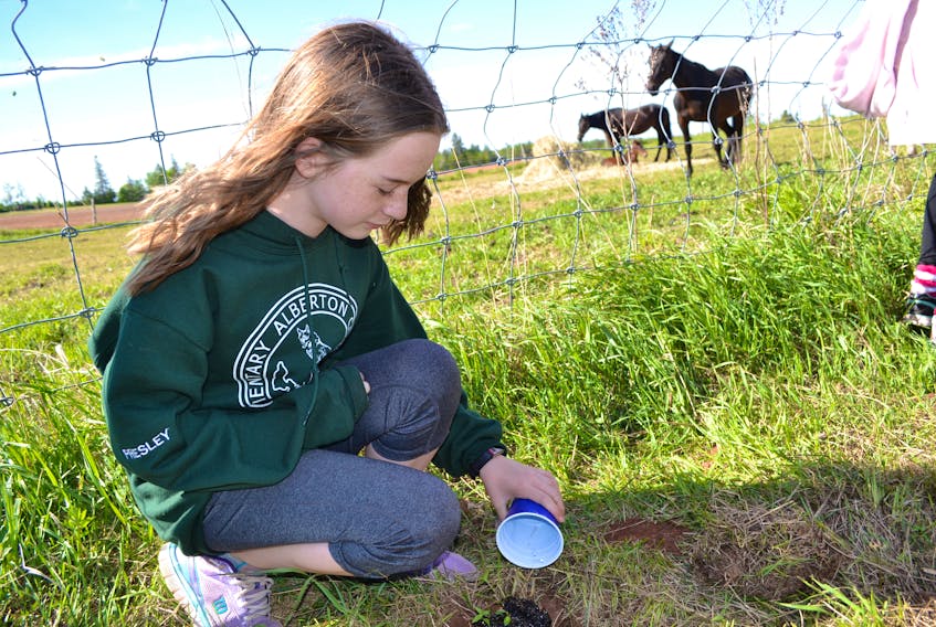 Presley Profit, Grade 6, tends to a milkweed she planted in the Alberton Elementary School playground.