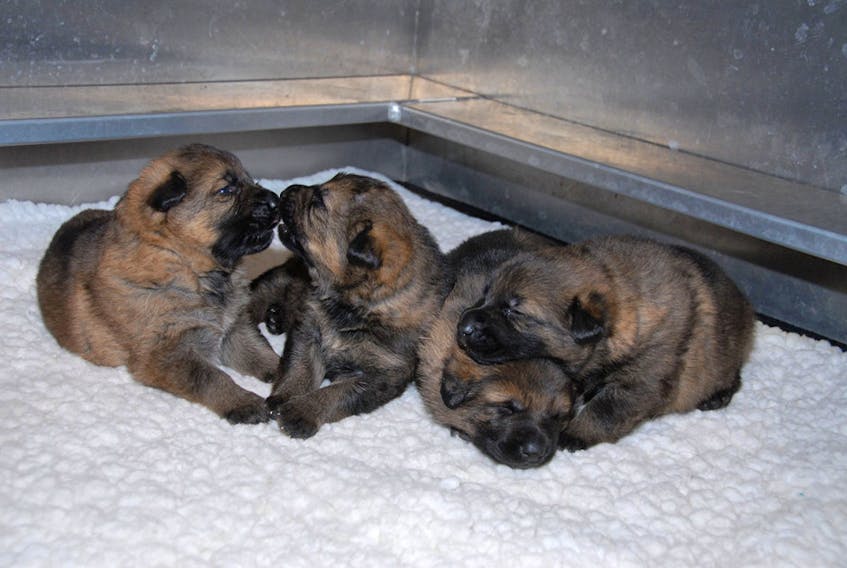 The RCMP is again calling for submissions for its regular police dog puppy naming contest. Canadian children under the age of 14 are invited to make a submission.