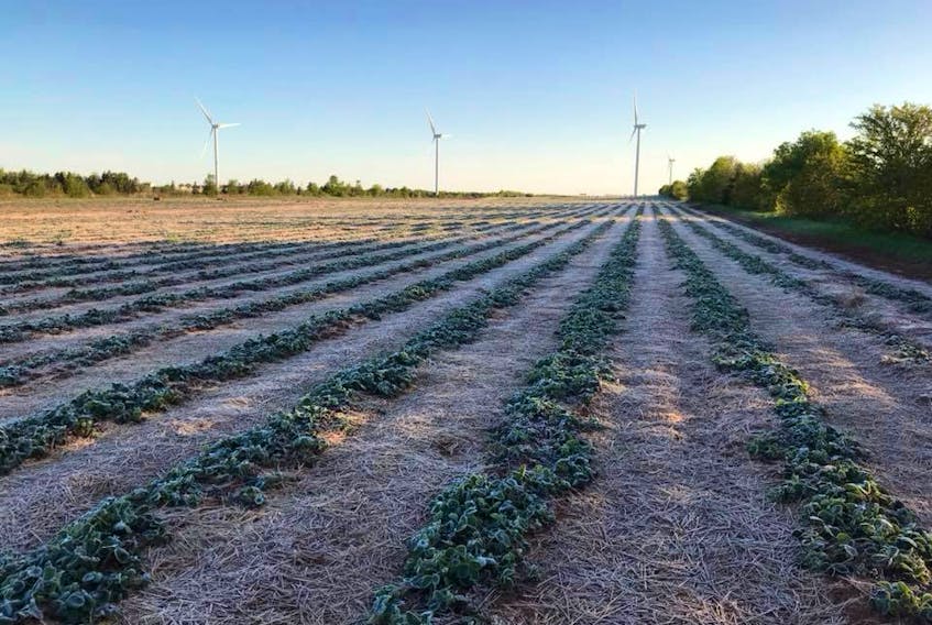 Matt Compton’s strawberry and vegetable crops are feeling the effects of a heavy June frost which occurred Sunday night into Monday morning. Compton says it’s damaged his early crop’s blossoms, which become the strawberry fruit. –Matt Compton photo