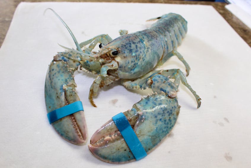 A white lobster has made its way to Arsenault’s Fish Mart in Summerside, where it will stay for the summer.