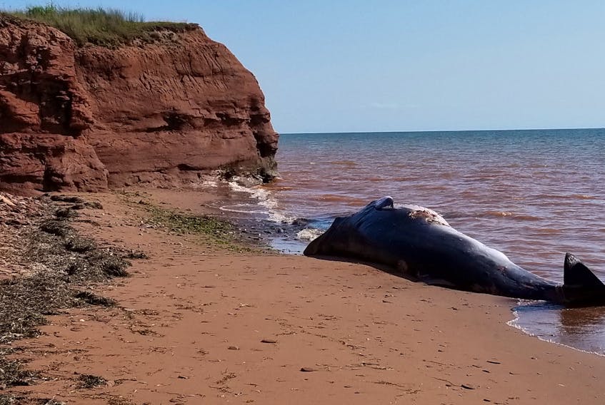 A dead whale, thought to be a minke, is seen on the MacDonald’s Shore beach in West Point. Reg MacWilliams snapped the photos while kayaking in the area on Wednesday.