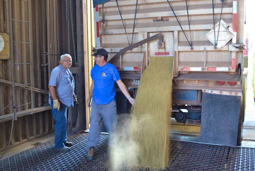 Driver, Donald Robinson looks on as elevator worker Merlin O’Halloran flips the handle to start offloading a load of barley in Elmsdale Monday. While current dry conditions are worrisome for potato growers, they are making for good harvesting weather for grain growers.