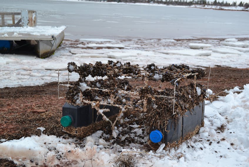 Floats that are normally on the surface during the growing season, with product in cages immediately below the surface, have their plugs removed in late fall so they can be tipped, filled with water and sunk to the bottom, floats-down, for overwintering. The early onset of winter has made the process challenging for oyster growers this year.