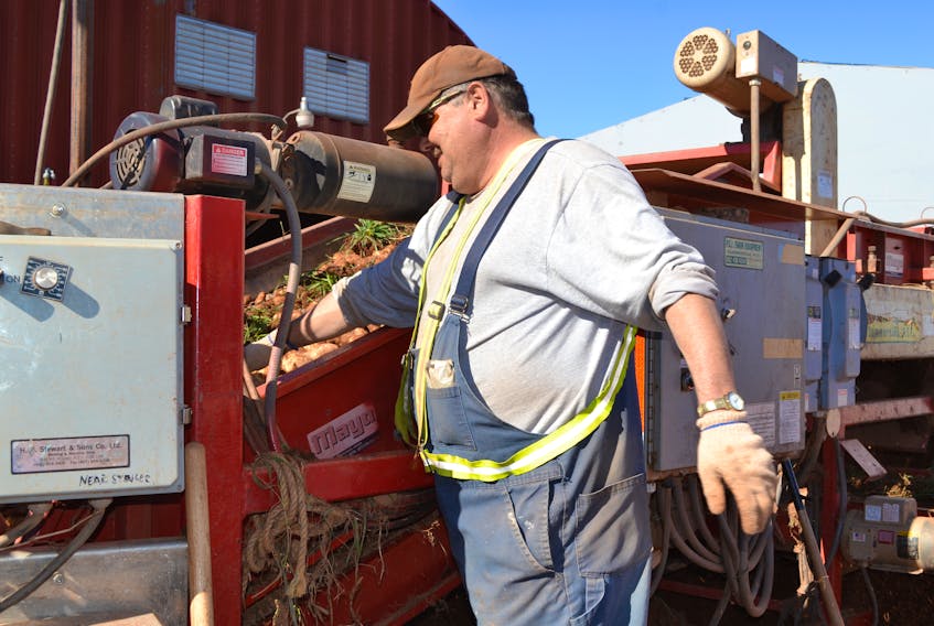 Kevin McNeill, an employee with WP Griffin Inc., removes grass and sod from a potato bin-piler as two potato trucks unload at the company’s warehouse.