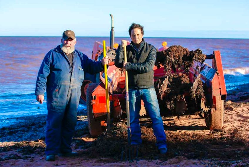 Comedian Jonny Harris helps Joe Dorgan gather seaweed. Dorgan’s company has found a market for the seaweed as a food source for dairy cattle and other livestock.