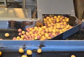 Yellow and red varieties of mini creamer potatoes flow from a hopper towards sophisticated weighing equipment at the WP Griffin Inc packing warehouse in Elmsdale. The company, which also grows minis in blues and whites has installed new equipment and hired more staff to handle its new Potato Cuisine line which is ready to serve after six minutes in the microwave.