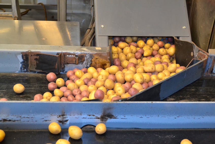 Yellow and red varieties of mini creamer potatoes flow from a hopper towards sophisticated weighing equipment at the WP Griffin Inc packing warehouse in Elmsdale. The company, which also grows minis in blues and whites has installed new equipment and hired more staff to handle its new Potato Cuisine line which is ready to serve after six minutes in the microwave.