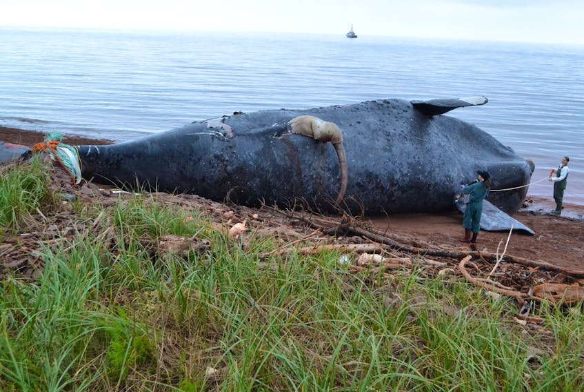 A visual examination of Comet, the North Atlantic right whale that was brought to shore at Norway, P.E.I. on Friday, is carried out prior to a necropsy being performed on the 34-year-old whale. Preliminary findings are suggesting the whale died from blunt trauma.