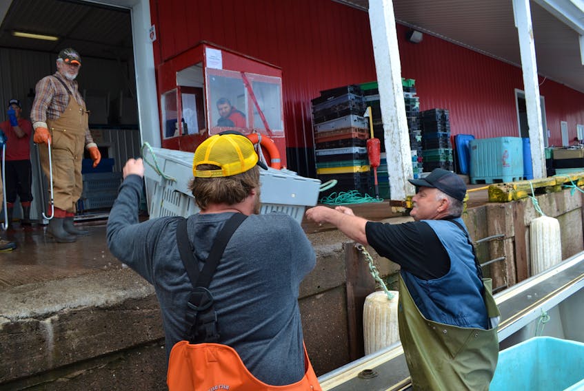 Brody Wedge, left and Chris Wedge, deckhands for Northport fisherman Benny Gavin slide pans of lobster onto the dock Monday morning. Lobster catches there are remaining strong but there are pockets along Prince Edward Island’s north shore where landings are troubling.